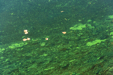 Yellow leaves float on the water on the green background of the river bottom.