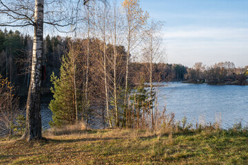 Birch trees without leaves on the river Bank in the rays of the setting sun.