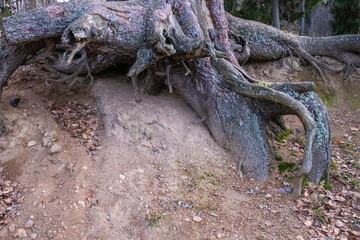 Exposed roots of a large old tree on the edge of a cliff.
