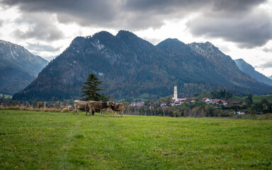 Fototapeta na wymiar Kühe auf Wiese bei Nesselwang und den Alpen