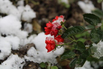 red rose in snow