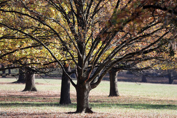 eichen bäume in einem park in der herbstsonne