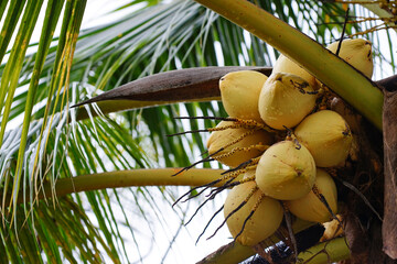 Fresh coconut organic with waterdrops after rain on tree
