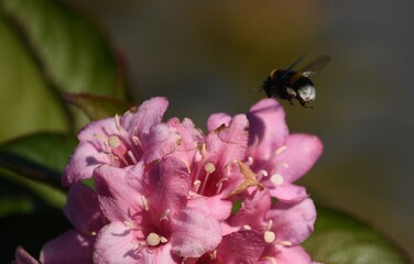 Bourdon, volant vers des fleurs roses. Nature, France. 