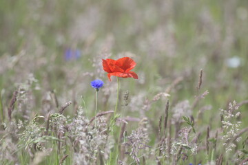 Obraz premium Poppies in wildflower meadow