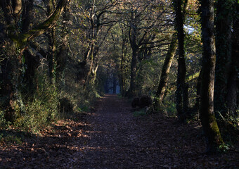 Chemin de feuilles mortes au milieu de la forêt. Matin d'automne. France. 