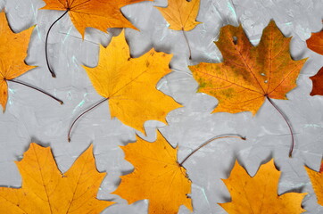 Yellow-golden larch leaves on a gray cement wall with green veins, autumn background