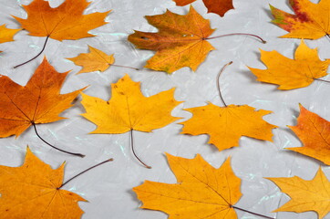 Yellow-golden larch leaves on a gray cement wall with green veins, autumn background