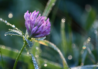 Fleur des champs (trèfle des près) dans la rosée du matin. Automne, Nantes. France. 