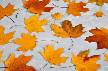 Yellow-golden larch leaves on a gray cement wall with green veins, autumn background