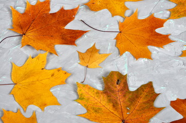 Yellow-golden larch leaves on a gray cement wall with green veins, autumn background
