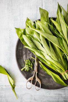 Fresh wild garlic with scissors on a plate