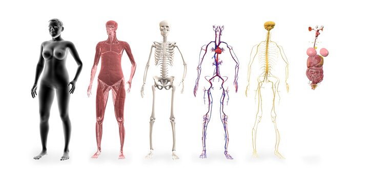 Human body systems: Muscular System, Skeletal System, Cardiovascular System, Nervous System and other internal organs. Anatomy 3d illustration on white background