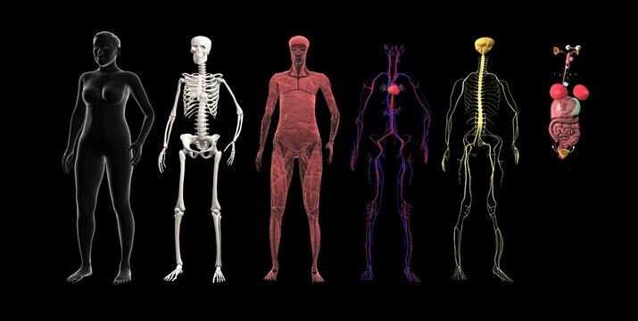 Human body systems: Muscular System, Skeletal System, Cardiovascular System, Nervous System and other internal organs. Anatomy 3d illustration on black background