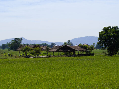 A Small Hut In The Middle Of Rice Feild For Farmer To Rest During Thier Break