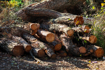 Freshly cut pine wood logs piled up near a forest road