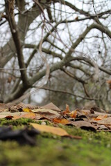 autumn in the forest