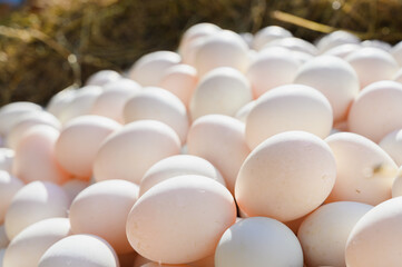 Fresh Duck Eggs on Hay