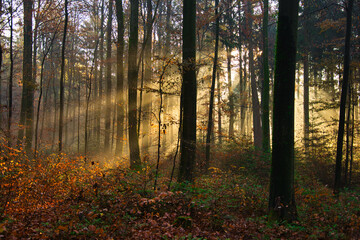 Nebelwald im November in der Ortenau
