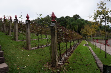 wine vineyard