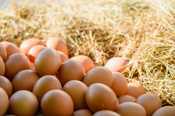 Fresh Chicken Rooster Eggs on Hay