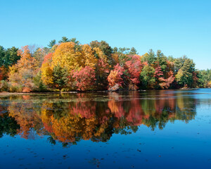 autumn trees reflected in water