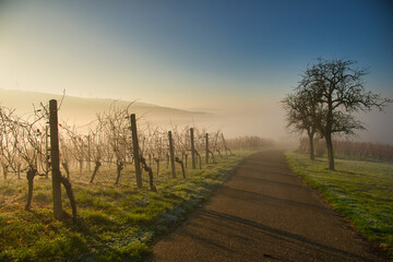 Herbstnebel in den Weinbergen der Ortenau