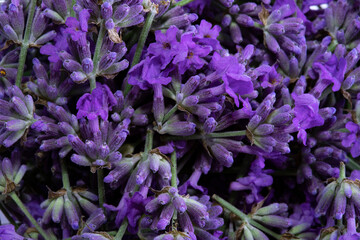 Lavender flowers close up. Lavender