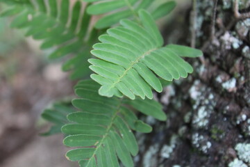 Pleopeltis polypodioides, commonly known as resurrection fern, is a type of epiphytic plant. This fern is growing on tree bark in Florida.