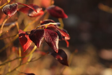 czerwone  liście  krzewu  borówki  w  jesienny  poranek
