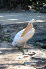 The great white pelican bird in garden at thailand