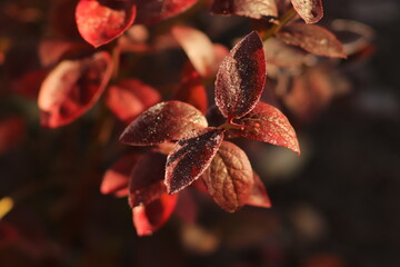 czerwone  liście  oszronione  w  jesienny  poranek