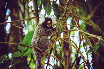 Südamerika, Affe in Brasilien