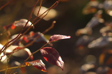 czerwone liście  krzewu  w  jesienny  poranek  