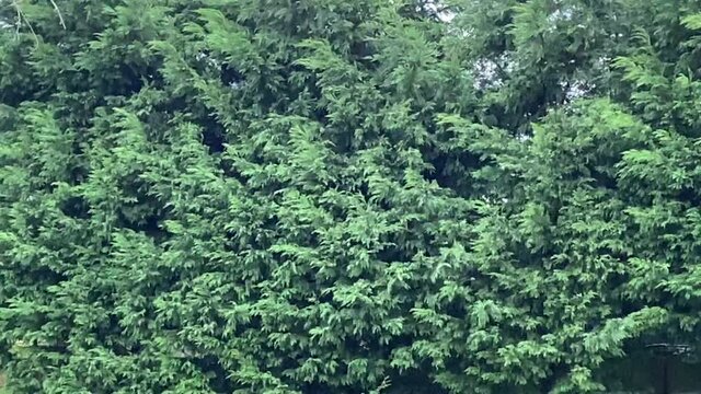 fir trees blowing in storm winds background with copy space 