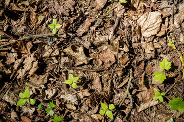 Natural forest ground