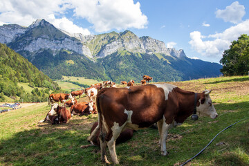 Fototapeta na wymiar Cows in the french alps
