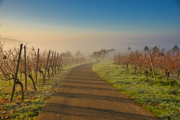 Obraz premium Herbstnebel in den Weinbergen der Ortenau