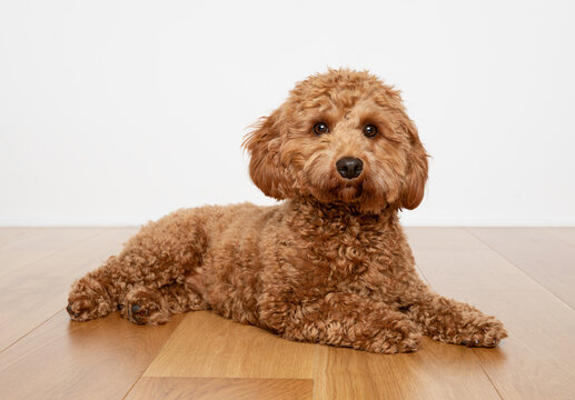 Cavapoo dog lying on a wooden floor a with white background.