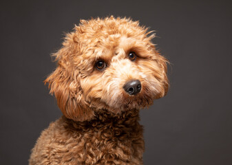 Cavapoo dog looking to camera with a sad expression. UK