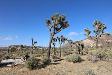 Landscape in Joshua Tree National Park. California. USA