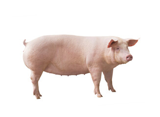 Porco matriz de porco agronegócio