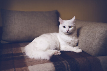 Adorable white cat with yellow eyes, lies on a sofa and looks at the camera. Brown background, front view