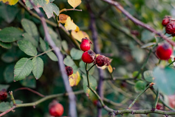 Ripe red rosehip berries among the branches with green leaves and thorns. Nature in autumn during the harvest season for drying and storage