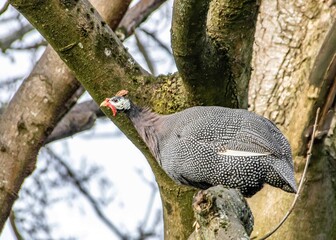  guineafowl also known as pet speckled hen perched in a tree