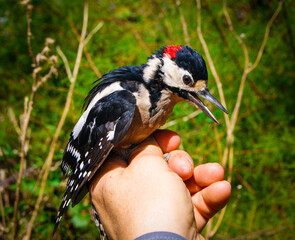 Ringing of a Great spotted woodpecker bird.