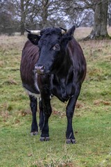 Naklejka na ściany i meble beautiful black cow with horns