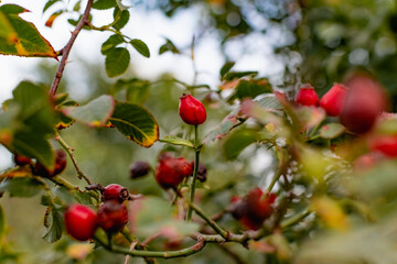 Ripe red rosehip berries among the branches with green leaves and thorns. Nature in autumn during the harvest season for drying and storage