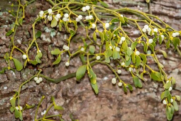 Mistletoe is often used as a Christmas decoration, and it is traditional to kiss someone under it: