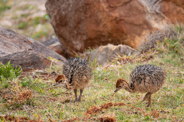 Two ostrich chicks (Struthio camelus).